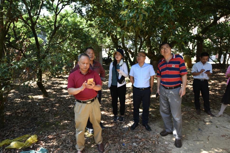 特色鲜明的古荔枝树,如命名为"潘茂名"高力士"牛鄌"织女"双凤朝